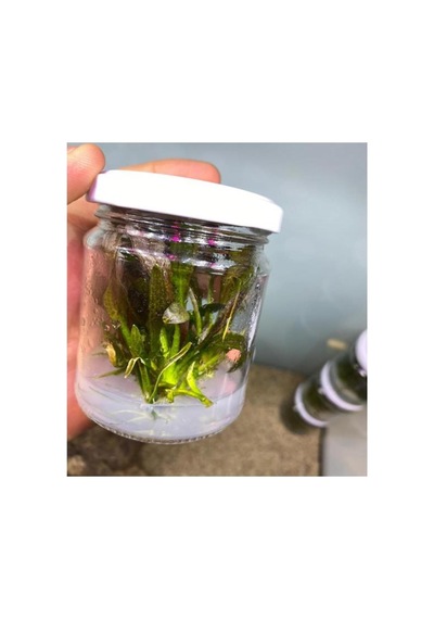 Echinodorus Rose In Vitro Canlı Bitki
