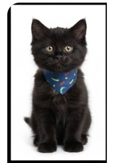 Flypet Tırtıl Desen Fular Kedi Tasma & Yavru Köpek Tasma 13cm-24cm