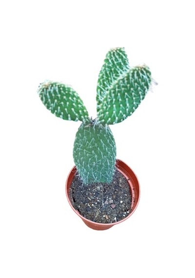 Opuntia Dikenli Hint Inciri Kaktüsü