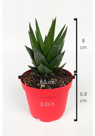 Haworthia Limifolia Sukulent 8.5 Cm Kırmızı Saksıda Büyük Boy