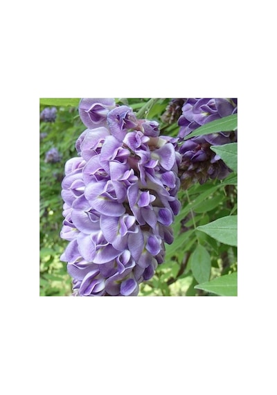 Wisteria Floribunda Mor Salkım Fidanı 10-20 Cm