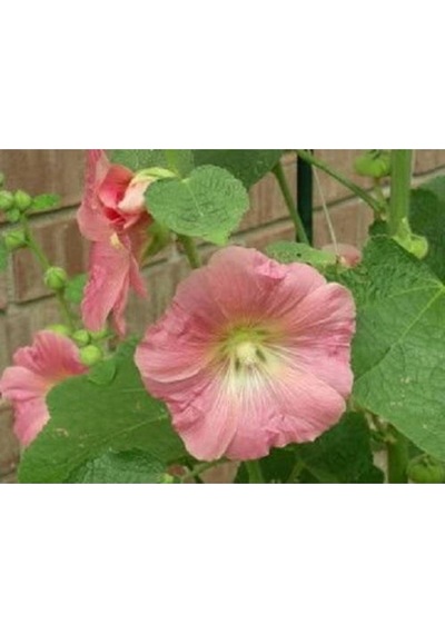20 Adet Mixed Colors Hollyhock Country Romance Tohumu