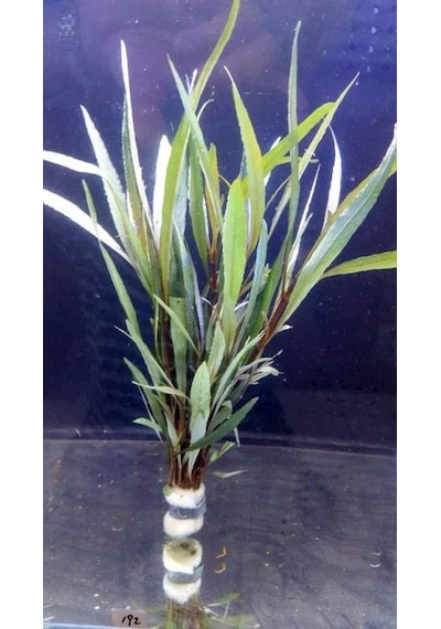 Nomaphila Spp Akvaryum Bitkisi Canlı Bitki 5 Dal