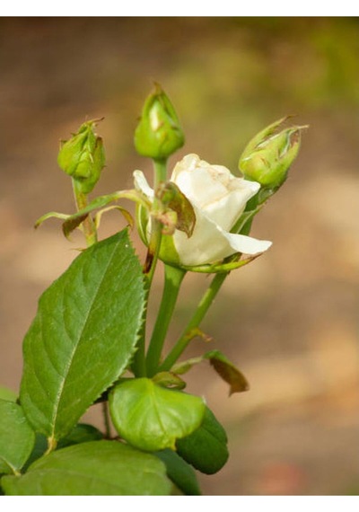 Yediveren Yoğun Kokulu Krem Beyaz Renkli 50 90 Cm 1 Adet Tüplü Aşılı Gül White Rose
