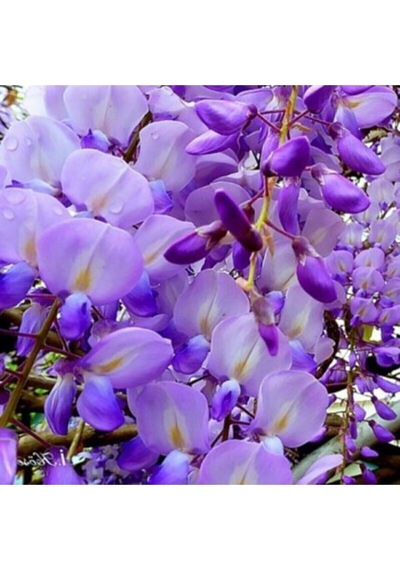 Videolu Mor Salkım 45-60 Cm Saksılı/tüplü Dış Mekan Bodur Bitkiler Wisteria
