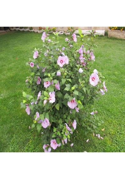 Tüplü Hibiscus Syriacus Ağaç Hatmi Fidanı