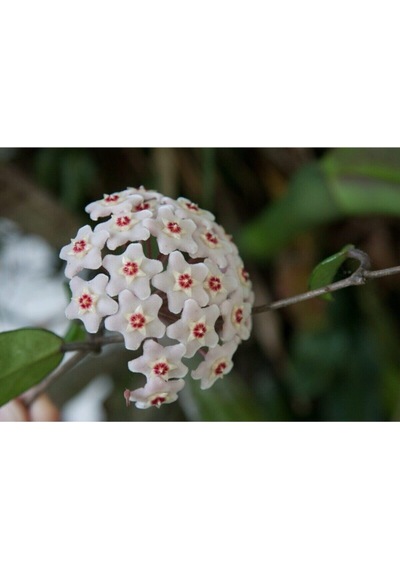 Beyaz Mum Çiçeği Hoya 10 - 15 Cm