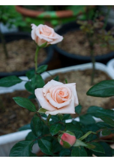 Yediveren Narçiçeği Kırmızı Pembe Açık Pembe 30 40cm 3 Adet Saksılı Aşılı Gül Roses