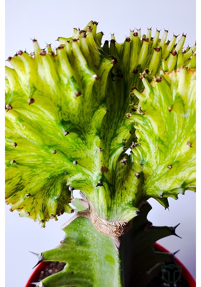 Koleksiyon Kaktüs Euphorbia Cristata Variegata Nadir Geçişli 12 Cm Saksıda 15-20 Cm