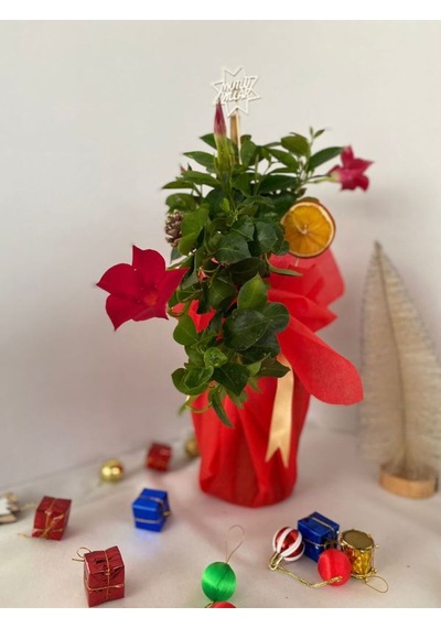 Hediyelik Kırmızı Mandevilla Sarmaşığı Süslemeli Yılbaşına Özel Kozalak+portakal