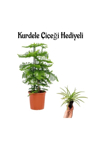 İnce Yapraklı Salon Çamı Sevgililer Gününe Özel Kurdele Çiçeği Hediyeli