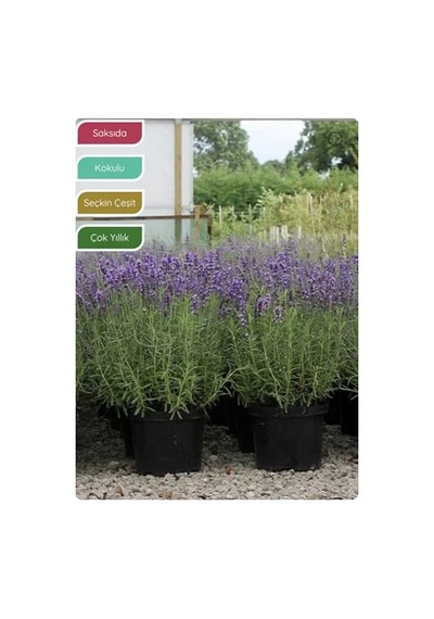Lavanta Fidanı İngiliz Lavandula Angustifolia Hidcote, Saksıda, Kokulu, Çiçek Açan, Çalı