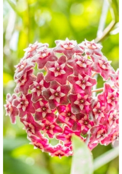 Mum Çiçeği Kırmızı 15-20 Cm 1.kalite Özel Ürün