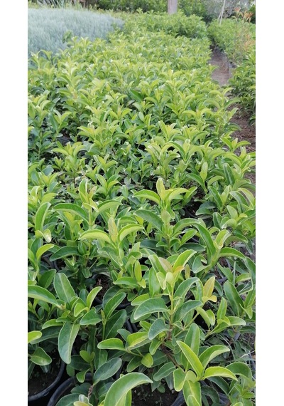 Serada Decor Plant Kartopu Viburnum Lucidum Fidanı 15-25 Cm 5 Adet Doğal Çit Duvar