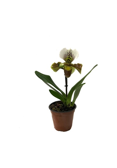 Paphiopedilum Insigne (Terlik Orkide)