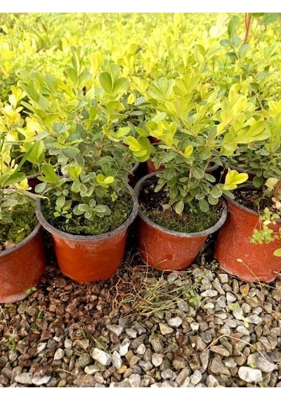Şimşir Fidanı Buxus Sempervirens Rotundifolia 5 Adet