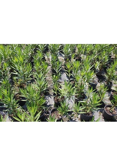 Zakkum - Nerium Oleander 3 Adet