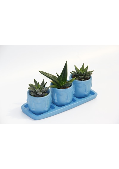 Trio Mavi Adler Sukulent Seti - Haworthia. Aloe Ferox