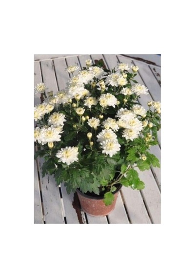 Beyaz Kasımpatı Krizantem Hüzün Çiçeği Chrysanthemum 10-20 Cm