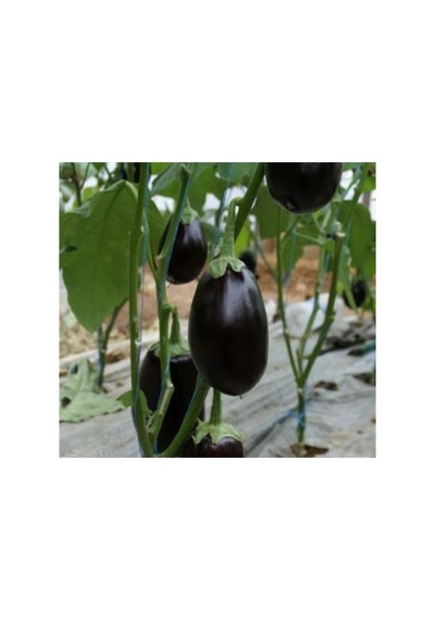 Topan Patlıcan Tohumu - 5 Gram