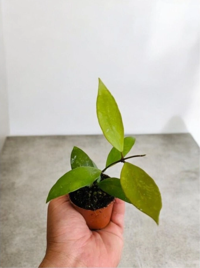Pembe Renk Çiçek Açan Mum Çiçeği Fidanı 10-20 Cm