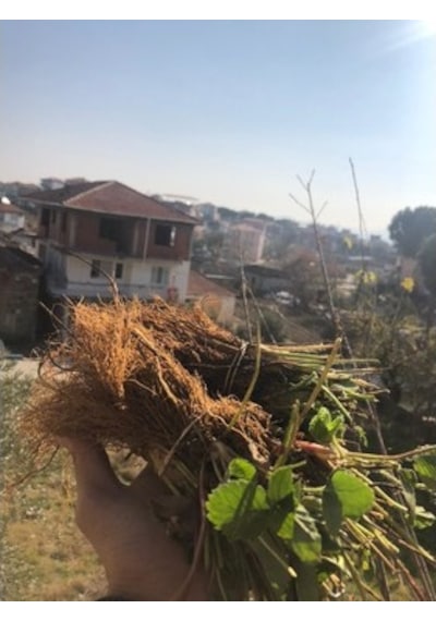 30 Adet Yediveren Albion Çilek Fidanı Açık Kök ve Taze Söküm