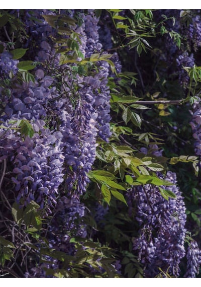 Videolu Mor Salkım Çiçeği Fidanı Bahçe Balkon Bitkisi 30 40cm 1 Adet Saksılı Buddleja Davidii