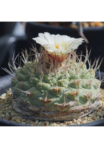 10 Adet Strombocactus Disciformis Kaktüs Tohumu