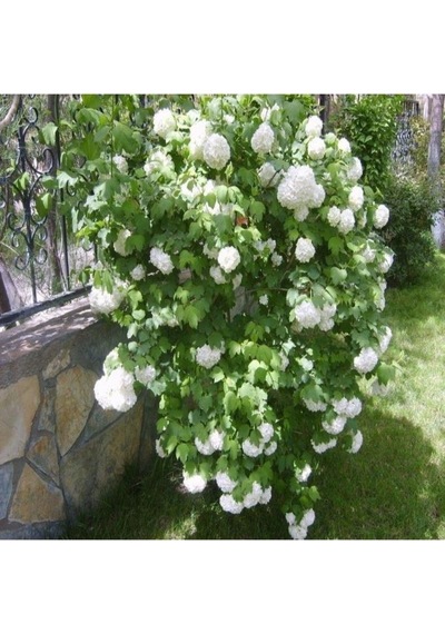 Kartopu Çiçeği Fidanı 25-45 Cm Viburnum