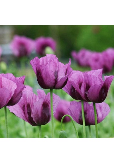 10 Adet Hungarian Blue Breadseed Poppy Tohumu