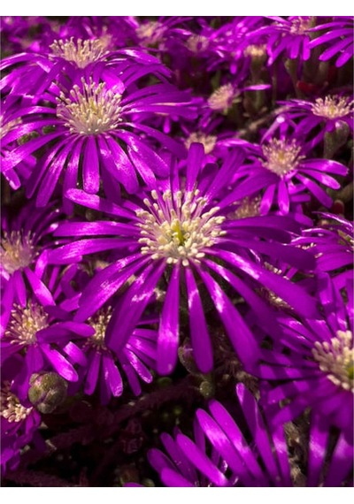 Acem Halısı 5 15 Cm 30 Adet Saksılı/ Tüplü Çiçekli Bodur Bitki Drosanthemum Floribundum