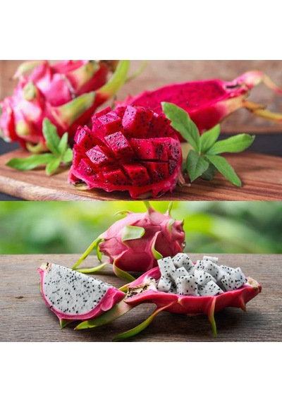 15 Adet Bodur Pitaya Ejder Meyvesi Tohumu + Saksı + Toprak +