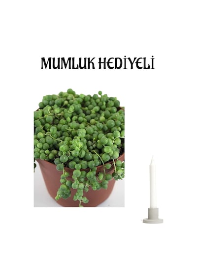 Sevgliler Gününe Özel Tespih-boncuk Çiçeği Mumluk Hediyeli Ofis Bitkisi