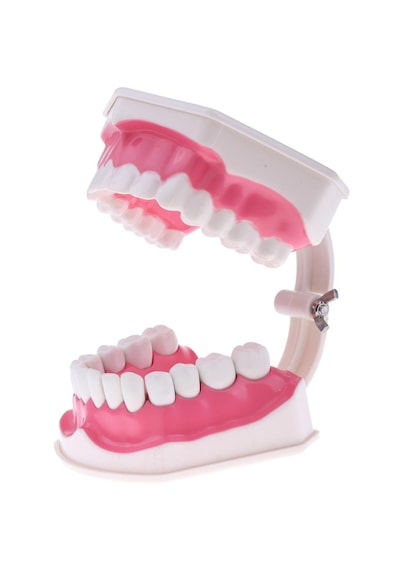 2x Büyük İnsan Ağzı Modeli Diş Fırçalı Öğretim Aleti Sabitleme-15x12x9cm 15 X Diş Sabitleme-15x12x9cm 15 X 12 X 9 Cm