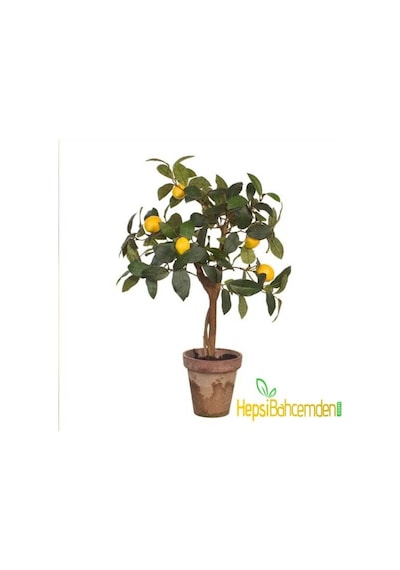Ev İçin Saksılı Limon Ağacı Yediveren
