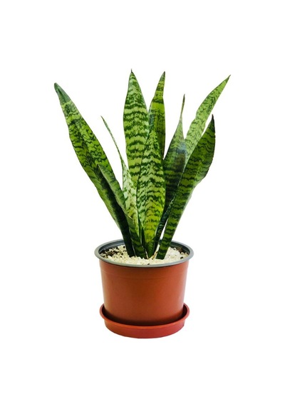 Paşa Kılıcı Yeşil Kılıç Bitkisi 20-40cm Kolay Bakım, Modern Görünüm