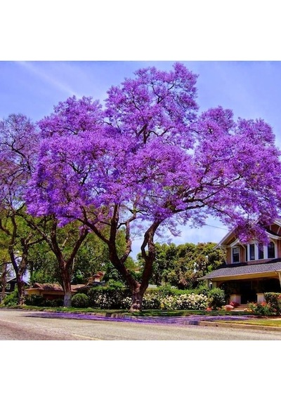 Jakaranda Ağacı Tohumu 10 Tohum Jacaranda + Tohumu
