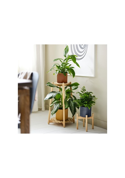 Daksjus Çiçeklik, Bambu 12252112