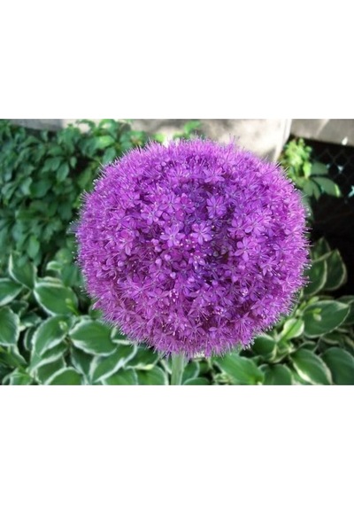 20 Adet Purple Gıant Allıum Tohumu