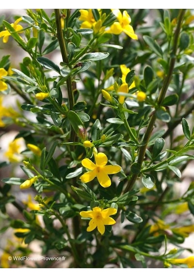 Jasminum Nudiflorum Çalı Yasemin Sarı Yasemin Fidanı 80-120 Cm