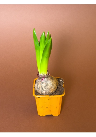 Sümbül Hyacinthus Orientalis 19 Cm Tekli Saksıda Filizlenmiş Form
