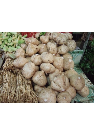 Tatlı Patates Tohumu