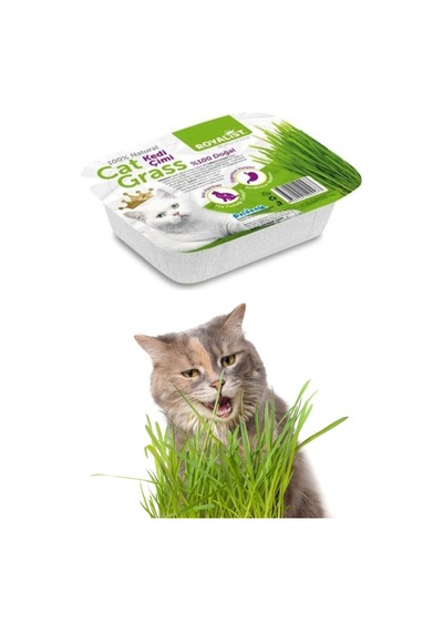 Royalist Kedi Çimi