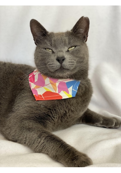 Kemique Autumn Bandana Fular Kedi Kıyafeti