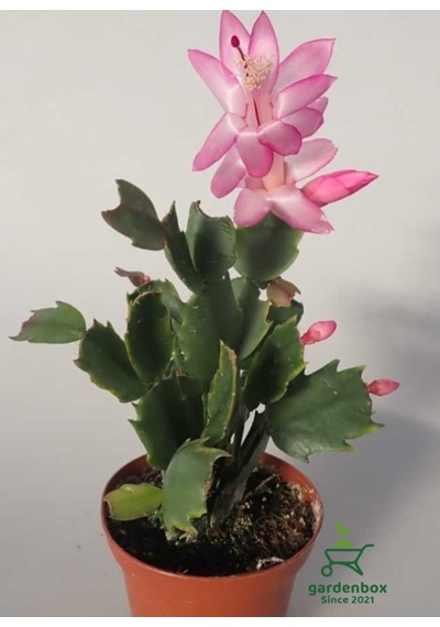 Açık Pembe Renk Schlumbergera Truncata Yılbaşı Çiçeği 1 Adet 10-15cm