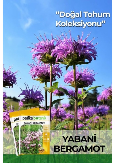 50 Adet Yabani Bergamot Çiçek Tohumu