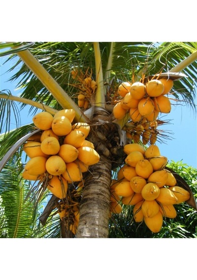 Papaya Meyvesi Tohumu Tropikal Meyve Tohumları 2 Adet Tohum