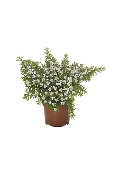 Videolu Beyaz Kufeya Çiçeği 20 40 Cm 1 Adet Saksılı Çiçekli Bodur Bitki Cuphea Hyssopifolia
