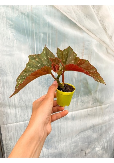Mini Saksıda Çilli Begonya Benekli Begonia Corallina