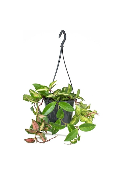 Alacalı Mum Çiçeği (Hoya carnosa Tricolor) - Askılı Saksıda